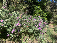 Collobrières